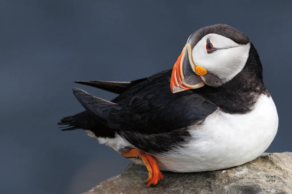 Atlantic Puffin by Nathan Larson. SKU 100495i. Archival Giclee Fine art print for wall decor.