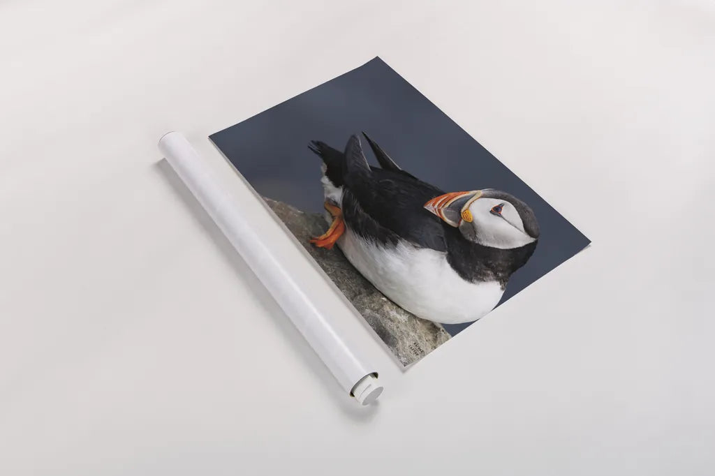 Atlantic Puffin by Nathan Larson. shown as a rolled paper print. Available as archival giclee rolled canvas, fine art paper, or poster print. SKU 100495i.