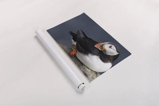 Atlantic Puffin by Nathan Larson. shown as a rolled paper print. Available as archival giclee rolled canvas, fine art paper, or poster print. SKU 100495i.