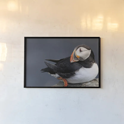 Atlantic Puffin by Nathan Larson. shown as a paper print in a black flame. Available as a archival giclee rolled canvas, fine art paper, or poster print. SKU 100495i.