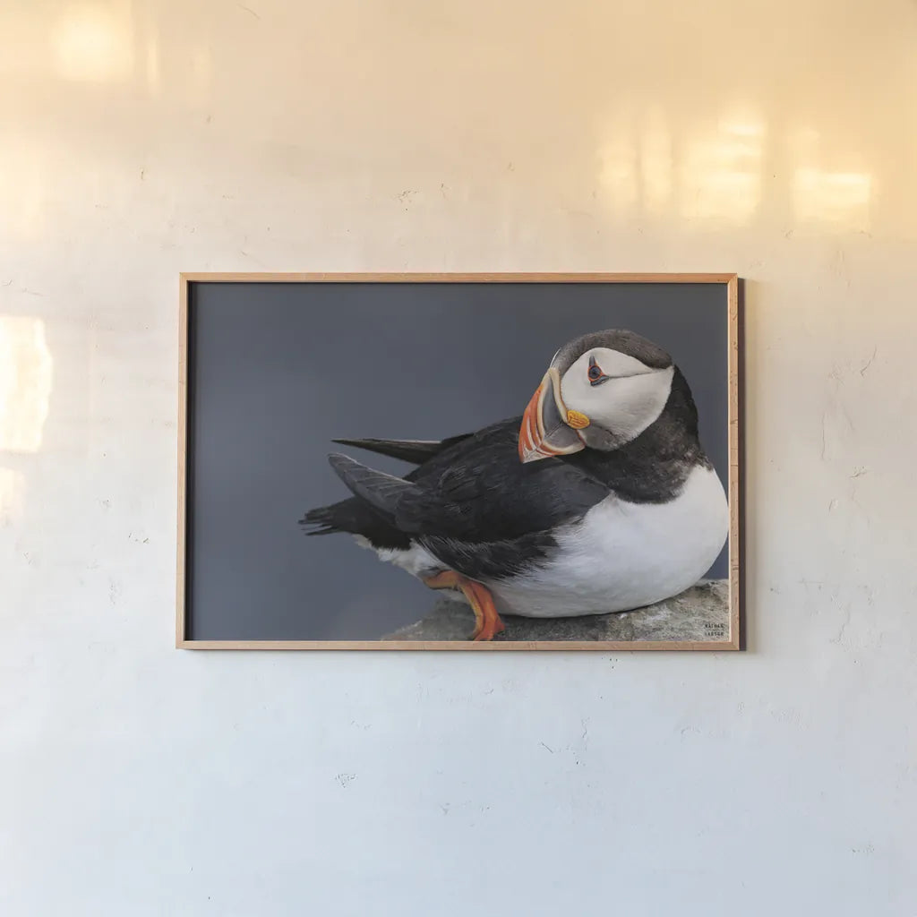 Atlantic Puffin by Nathan Larson. shown as a paper print in a natural frame. Available as a archival giclee rolled canvas, fine art paper, or poster print. SKU 100495i.