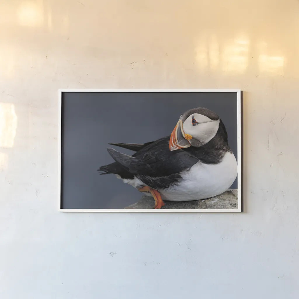 Atlantic Puffin by Nathan Larson. shown as a paper print in a white frame. Available as a archival giclee rolled canvas, fine art paper, or poster print. SKU 100495i.