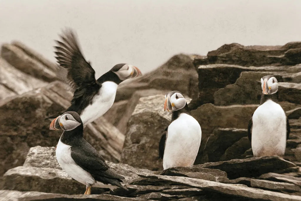 Atlantic Puffin Colony by Nathan Larson. SKU 100609i. Archival Giclee Fine art print for wall decor.