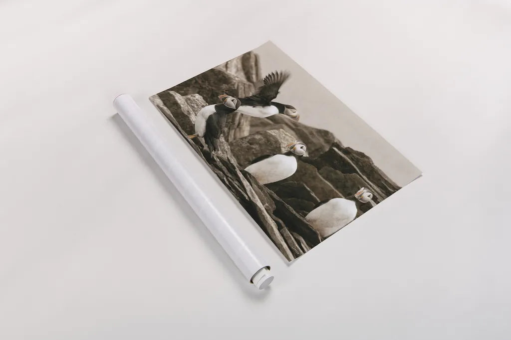 Atlantic Puffin Colony by Nathan Larson. shown as a rolled paper print. Available as archival giclee rolled canvas, fine art paper, or poster print. SKU 100609i.
