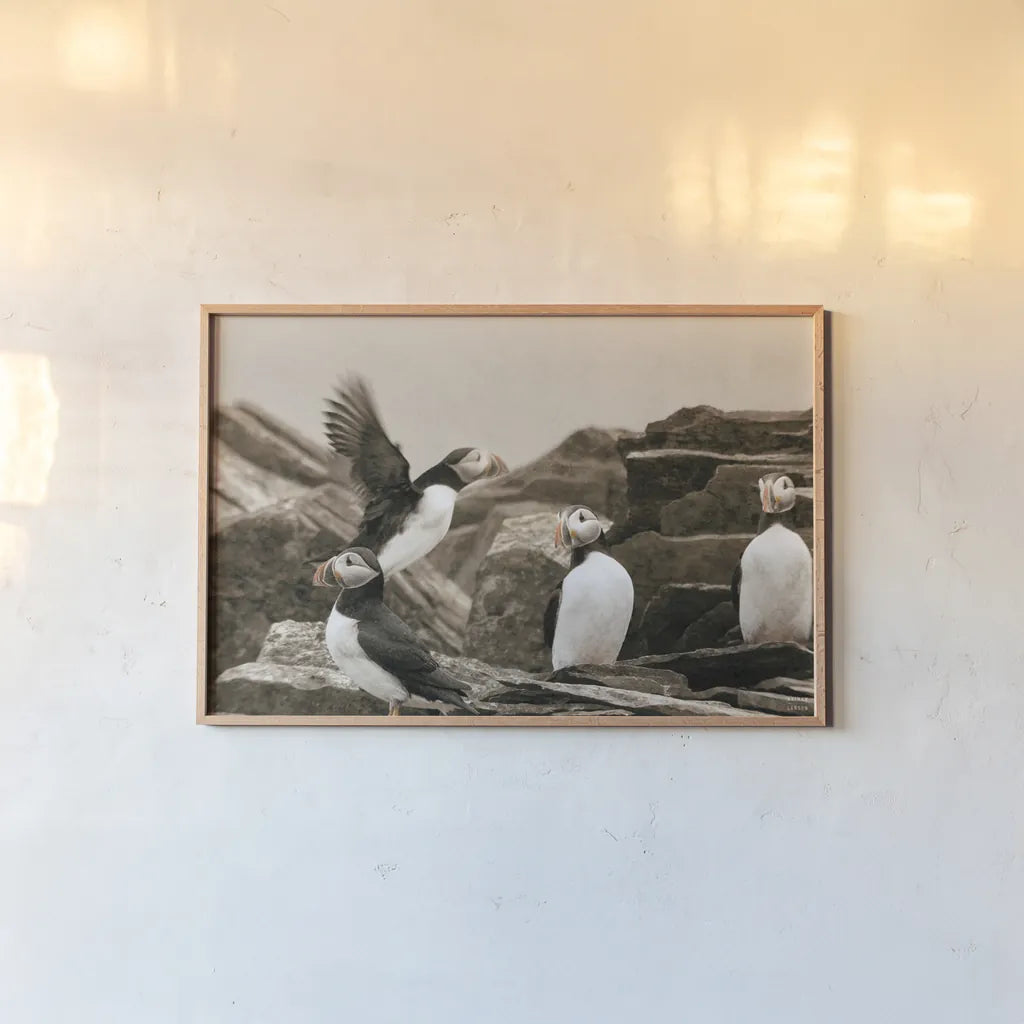 Atlantic Puffin Colony by Nathan Larson. shown as a paper print in a natural frame. Available as a archival giclee rolled canvas, fine art paper, or poster print. SKU 100609i.
