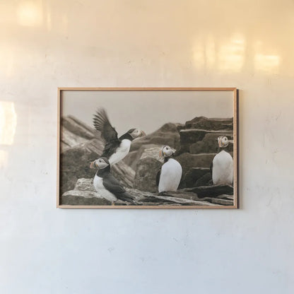Atlantic Puffin Colony by Nathan Larson. shown as a paper print in a natural frame. Available as a archival giclee rolled canvas, fine art paper, or poster print. SKU 100609i.