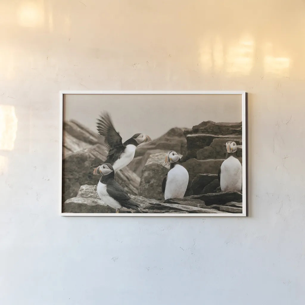 Atlantic Puffin Colony by Nathan Larson. shown as a paper print in a white frame. Available as a archival giclee rolled canvas, fine art paper, or poster print. SKU 100609i.