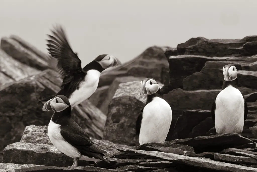 Atlantic Puffin Colony BW by Nathan Larson. SKU 100610i. Archival Giclee Fine art print for wall decor.