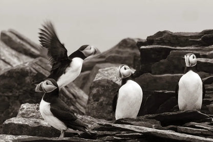 Atlantic Puffin Colony BW by Nathan Larson. SKU 100610i. Archival Giclee Fine art print for wall decor.