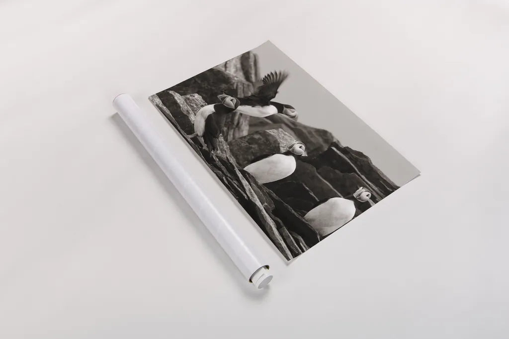 Atlantic Puffin Colony BW by Nathan Larson. shown as a rolled paper print. Available as archival giclee rolled canvas, fine art paper, or poster print. SKU 100610i.