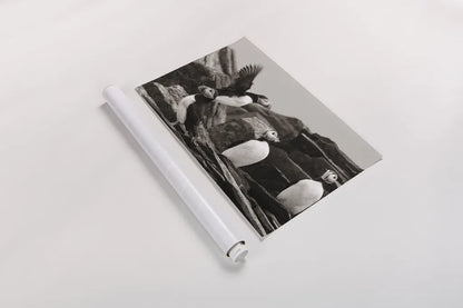 Atlantic Puffin Colony BW by Nathan Larson. shown as a rolled paper print. Available as archival giclee rolled canvas, fine art paper, or poster print. SKU 100610i.