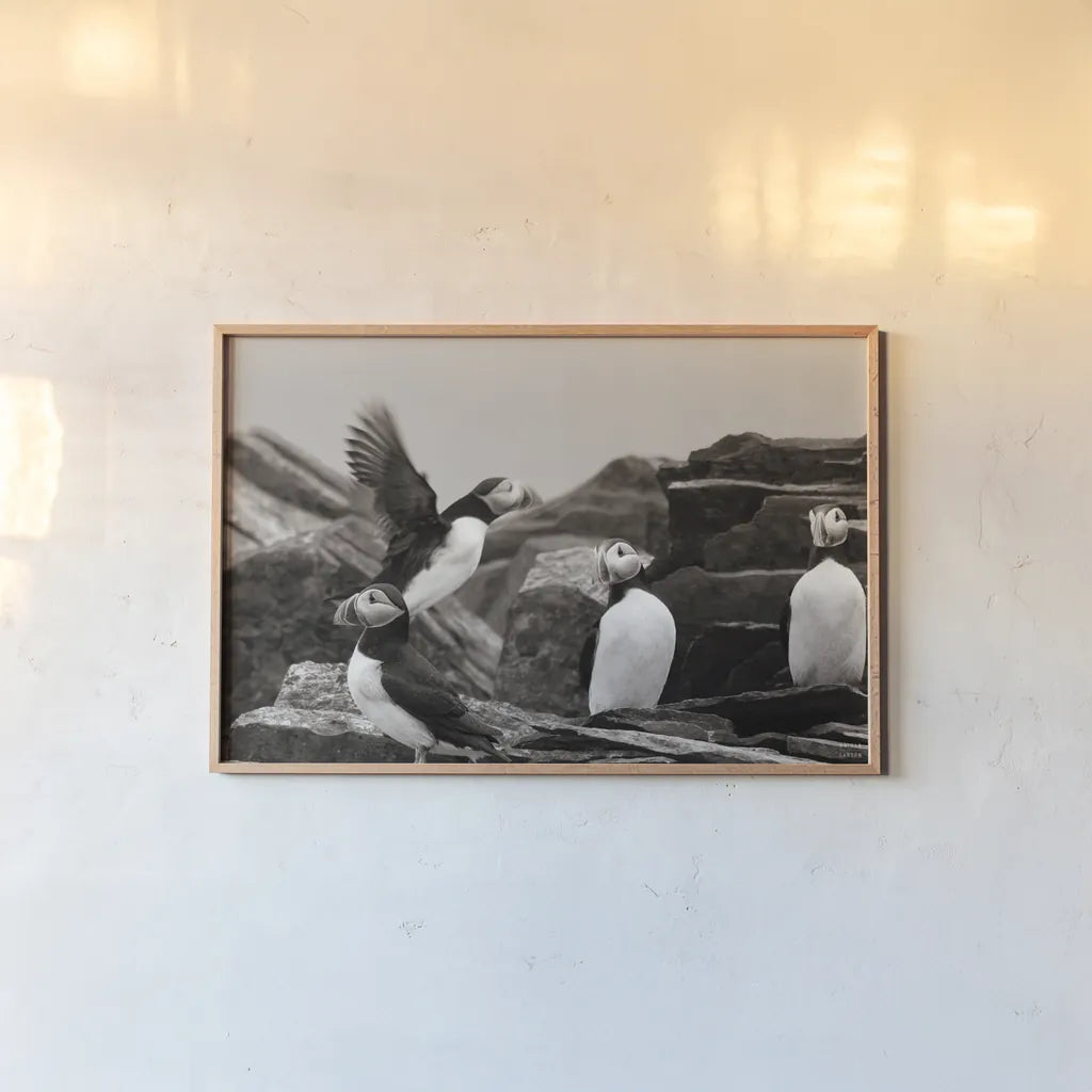 Atlantic Puffin Colony BW by Nathan Larson. shown as a paper print in a natural frame. Available as a archival giclee rolled canvas, fine art paper, or poster print. SKU 100610i.