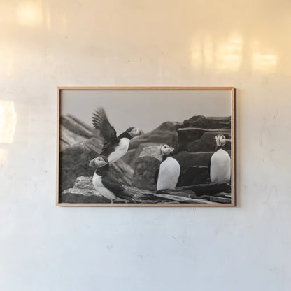 Atlantic Puffin Colony BW by Nathan Larson. shown as a paper print in a natural frame. Available as a archival giclee rolled canvas, fine art paper, or poster print. SKU 100610i.