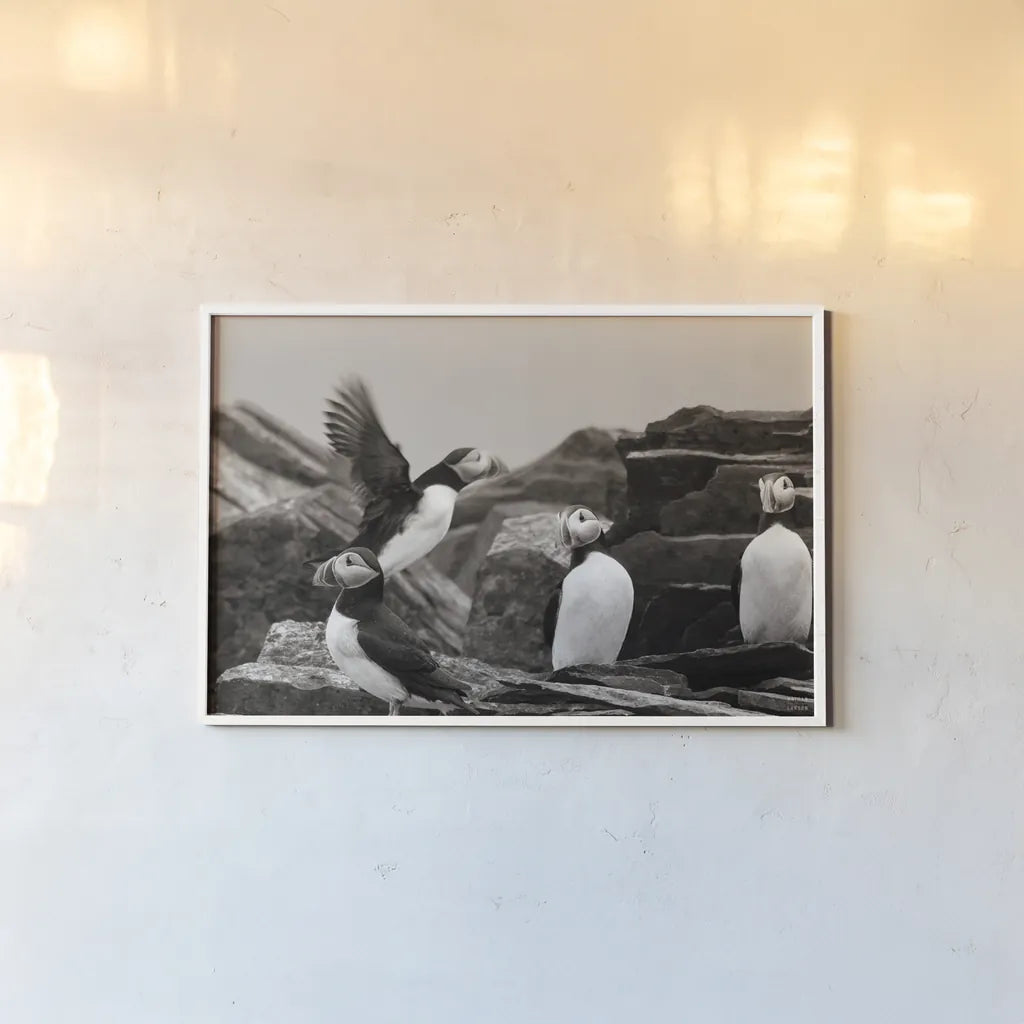 Atlantic Puffin Colony BW by Nathan Larson. shown as a paper print in a white frame. Available as a archival giclee rolled canvas, fine art paper, or poster print. SKU 100610i.