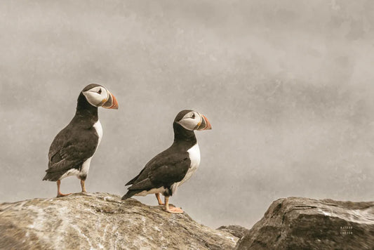 Atlantic Puffin Pair by Nathan Larson. SKU 100605i. Archival Giclee Fine art print for wall decor.