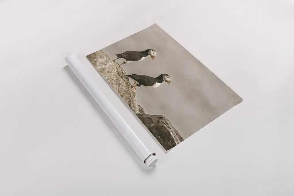 Atlantic Puffin Pair by Nathan Larson. shown as a rolled paper print. Available as archival giclee rolled canvas, fine art paper, or poster print. SKU 100605i.
