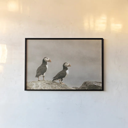 Atlantic Puffin Pair by Nathan Larson. shown as a paper print in a black flame. Available as a archival giclee rolled canvas, fine art paper, or poster print. SKU 100605i.