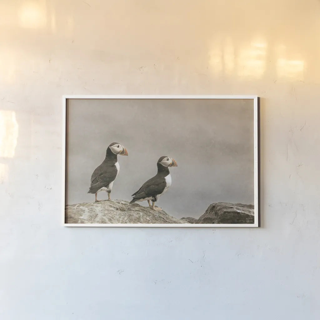 Atlantic Puffin Pair by Nathan Larson. shown as a paper print in a white frame. Available as a archival giclee rolled canvas, fine art paper, or poster print. SKU 100605i.