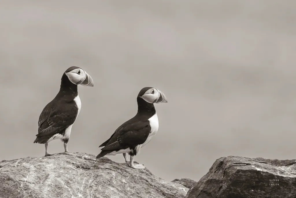Atlantic Puffin Pair Sepia by Nathan Larson. SKU 100606i. Archival Giclee Fine art print for wall decor.