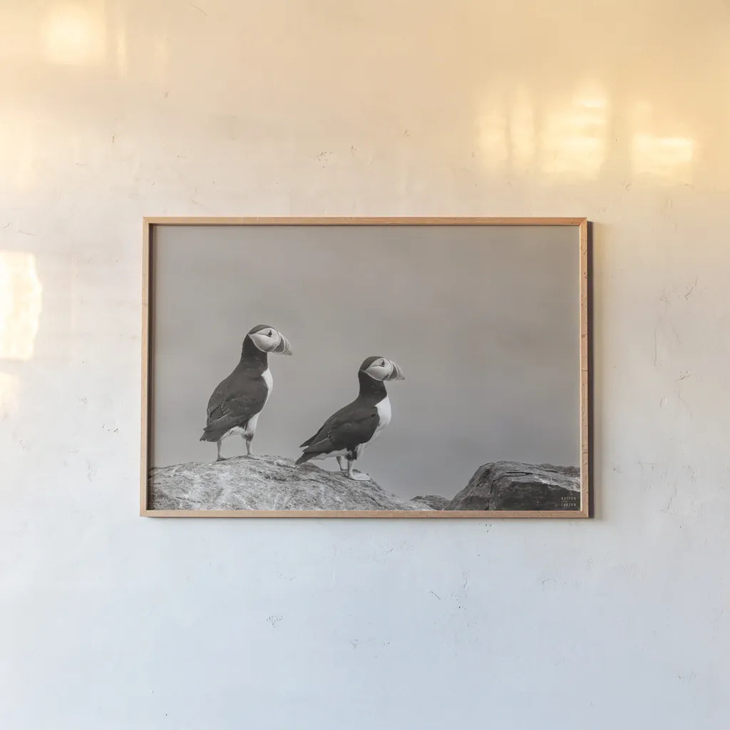 Atlantic Puffin Pair Sepia by Nathan Larson. shown as a paper print in a natural frame. Available as a archival giclee rolled canvas, fine art paper, or poster print. SKU 100606i.