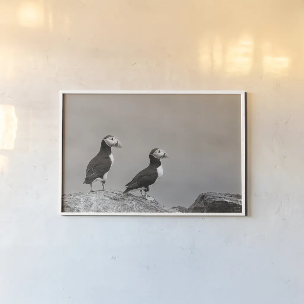 Atlantic Puffin Pair Sepia by Nathan Larson. shown as a paper print in a white frame. Available as a archival giclee rolled canvas, fine art paper, or poster print. SKU 100606i.