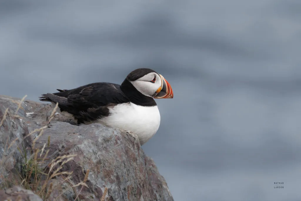 Atlantic Puffin Resting by Nathan Larson. SKU 100607i. Archival Giclee Fine art print for wall decor.