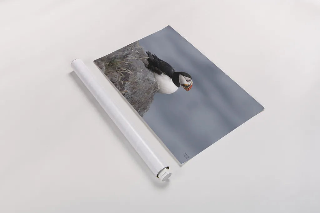Atlantic Puffin Resting by Nathan Larson. shown as a rolled paper print. Available as archival giclee rolled canvas, fine art paper, or poster print. SKU 100607i.