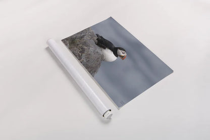 Atlantic Puffin Resting by Nathan Larson. shown as a rolled paper print. Available as archival giclee rolled canvas, fine art paper, or poster print. SKU 100607i.