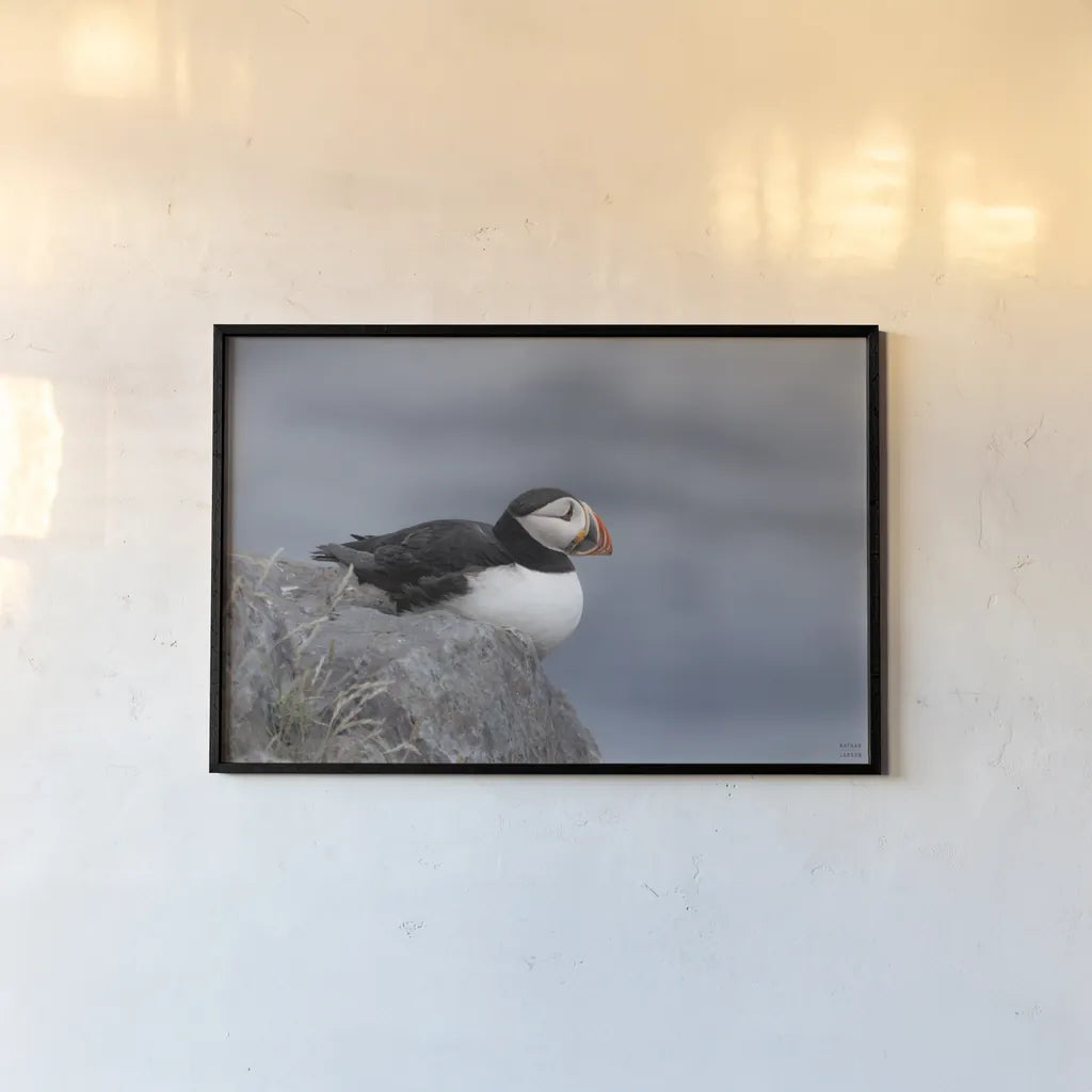Atlantic Puffin Resting by Nathan Larson. shown as a paper print in a black flame. Available as a archival giclee rolled canvas, fine art paper, or poster print. SKU 100607i.