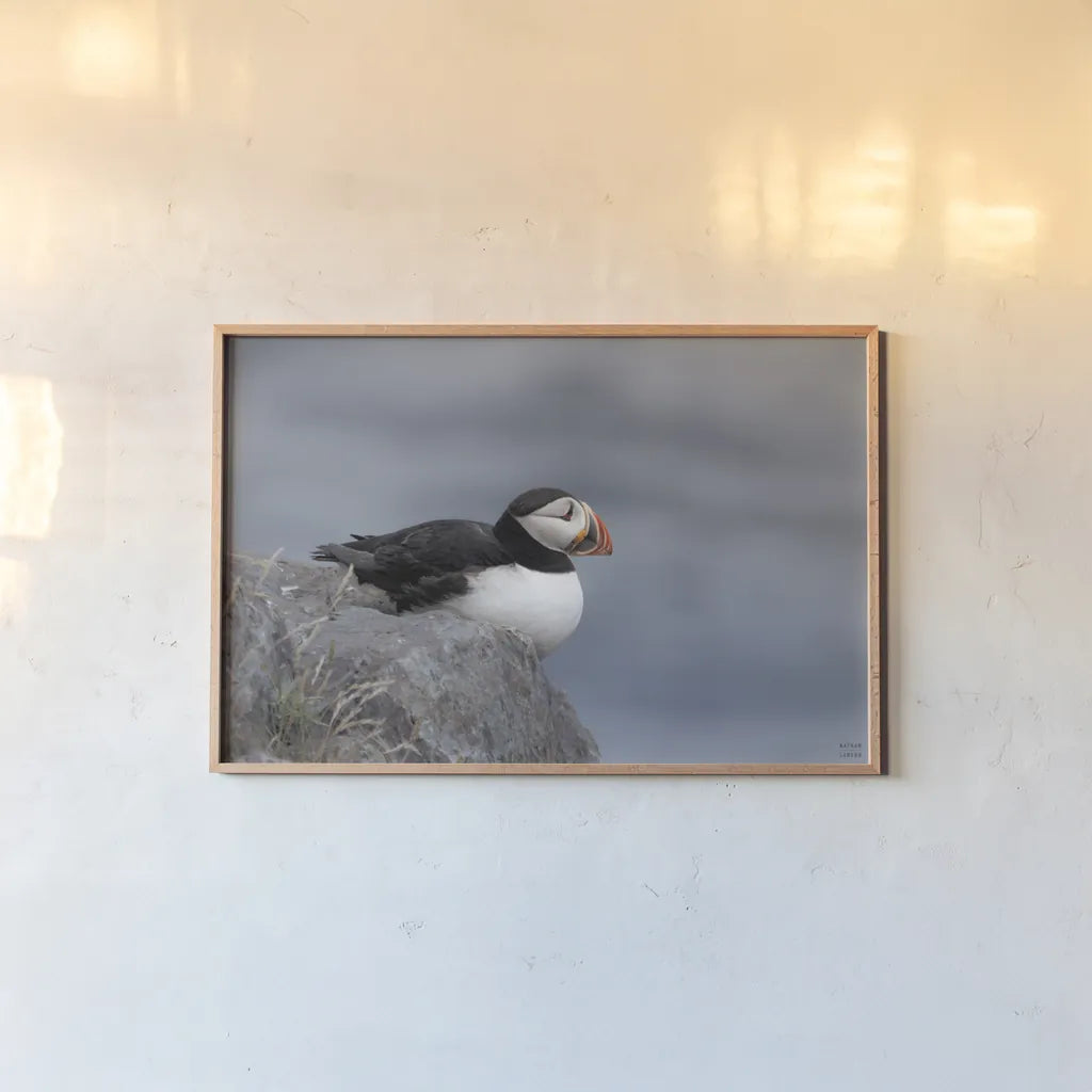 Atlantic Puffin Resting by Nathan Larson. shown as a paper print in a natural frame. Available as a archival giclee rolled canvas, fine art paper, or poster print. SKU 100607i.