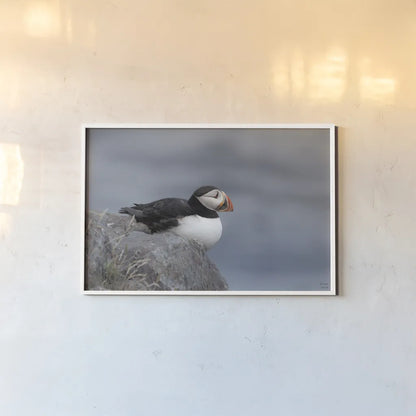 Atlantic Puffin Resting by Nathan Larson. shown as a paper print in a white frame. Available as a archival giclee rolled canvas, fine art paper, or poster print. SKU 100607i.