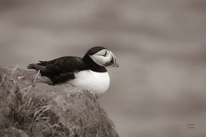 Atlantic Puffin Resting Sepia by Nathan Larson. SKU 100608i. Archival Giclee Fine art print for wall decor.