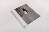 Atlantic Puffin Resting Sepia by Nathan Larson. shown as a rolled paper print. Available as archival giclee rolled canvas, fine art paper, or poster print. SKU 100608i.