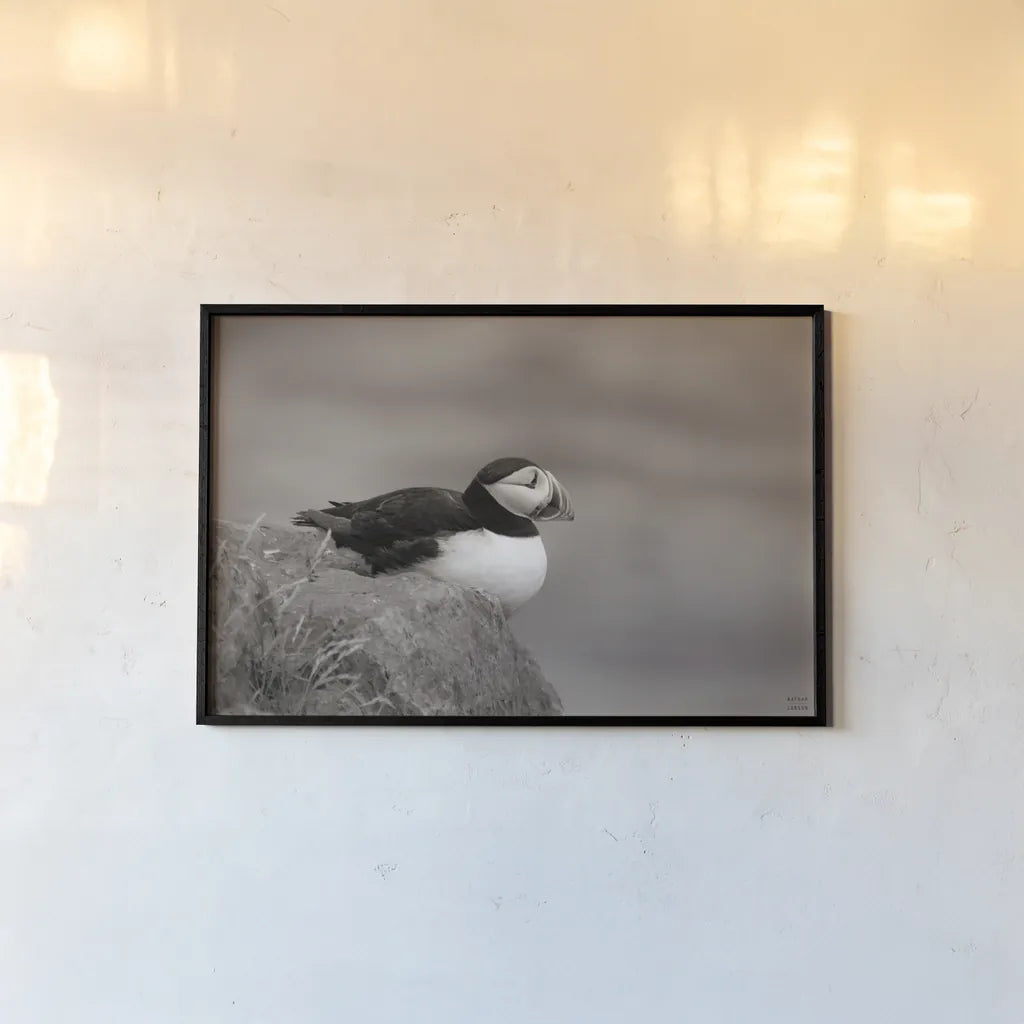 Atlantic Puffin Resting Sepia by Nathan Larson. shown as a paper print in a black flame. Available as a archival giclee rolled canvas, fine art paper, or poster print. SKU 100608i.