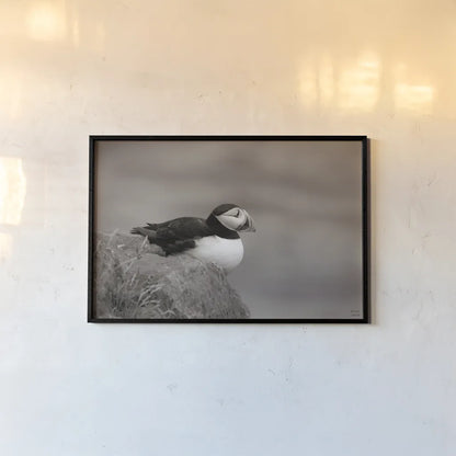Atlantic Puffin Resting Sepia by Nathan Larson. shown as a paper print in a black flame. Available as a archival giclee rolled canvas, fine art paper, or poster print. SKU 100608i.