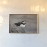 Atlantic Puffin Resting Sepia by Nathan Larson. shown as a paper print in a natural frame. Available as a archival giclee rolled canvas, fine art paper, or poster print. SKU 100608i.