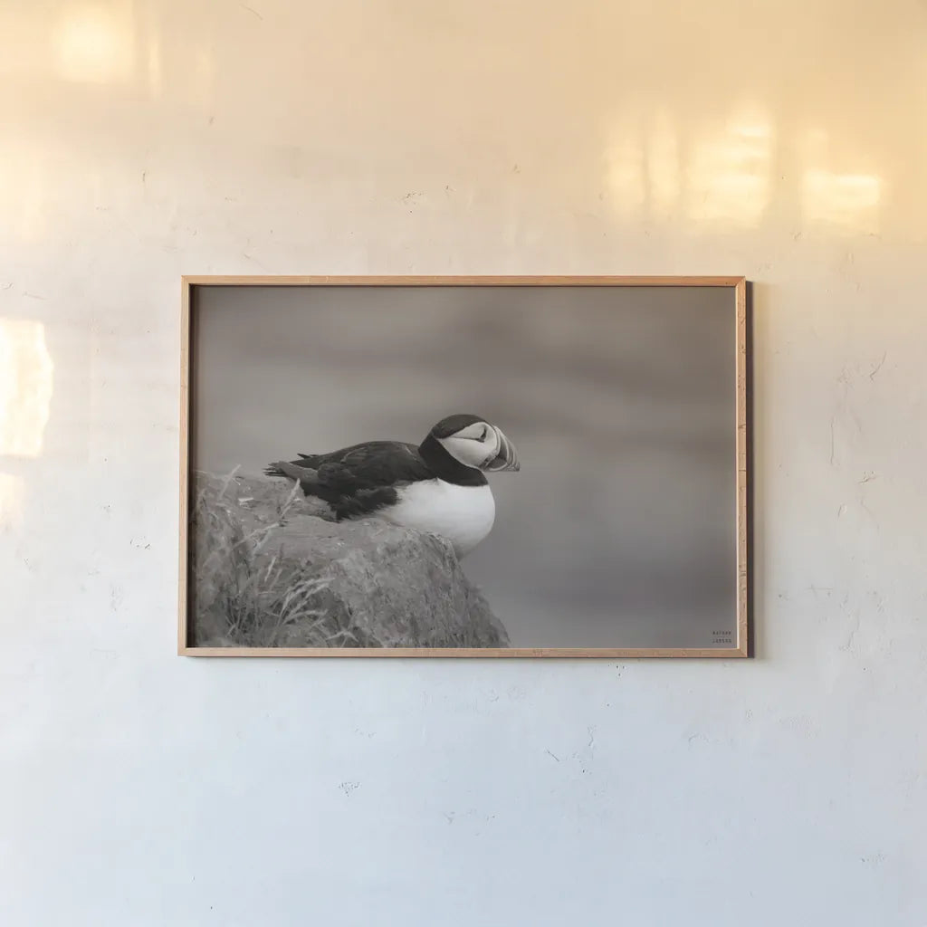 Atlantic Puffin Resting Sepia by Nathan Larson. shown as a paper print in a natural frame. Available as a archival giclee rolled canvas, fine art paper, or poster print. SKU 100608i.