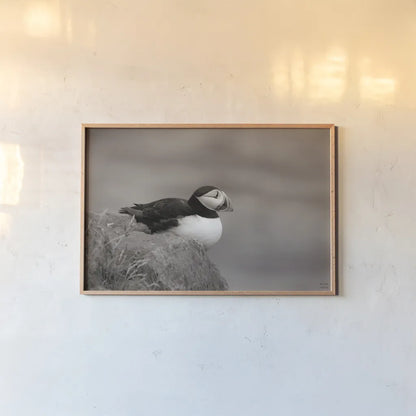 Atlantic Puffin Resting Sepia by Nathan Larson. shown as a paper print in a natural frame. Available as a archival giclee rolled canvas, fine art paper, or poster print. SKU 100608i.