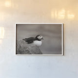 Atlantic Puffin Resting Sepia by Nathan Larson. shown as a paper print in a white frame. Available as a archival giclee rolled canvas, fine art paper, or poster print. SKU 100608i.