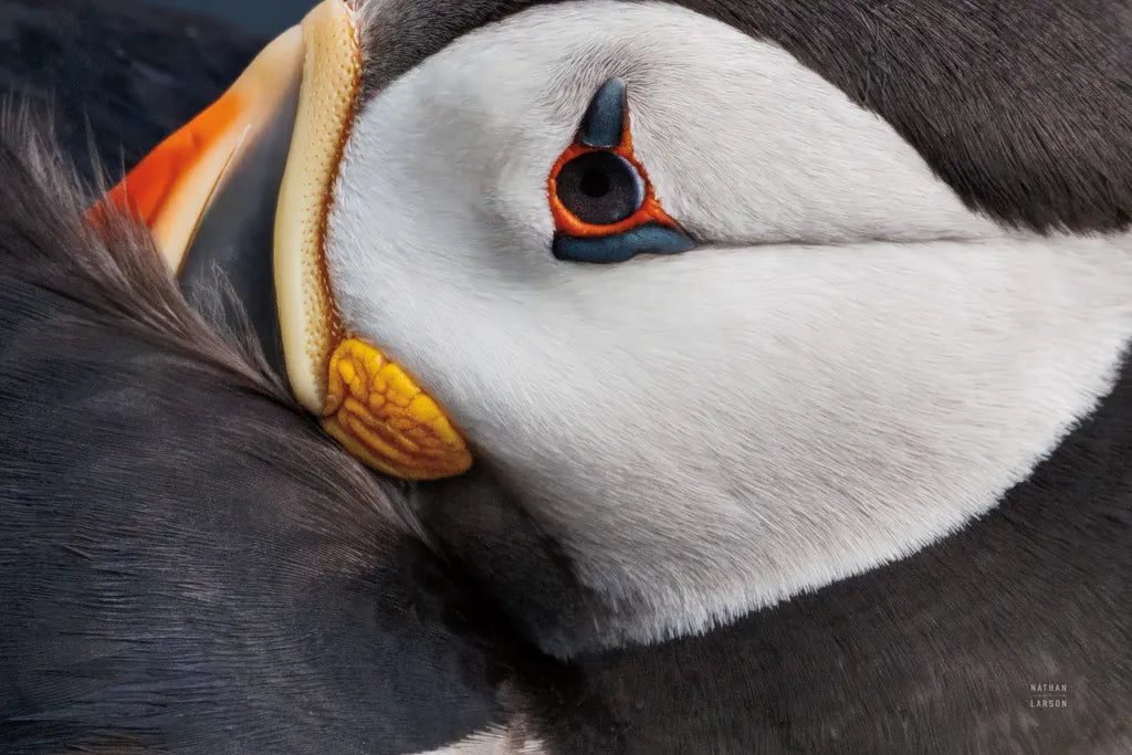 Atlantic Puffin Tucked by Nathan Larson. SKU 100611i. Archival Giclee Fine art print for wall decor.