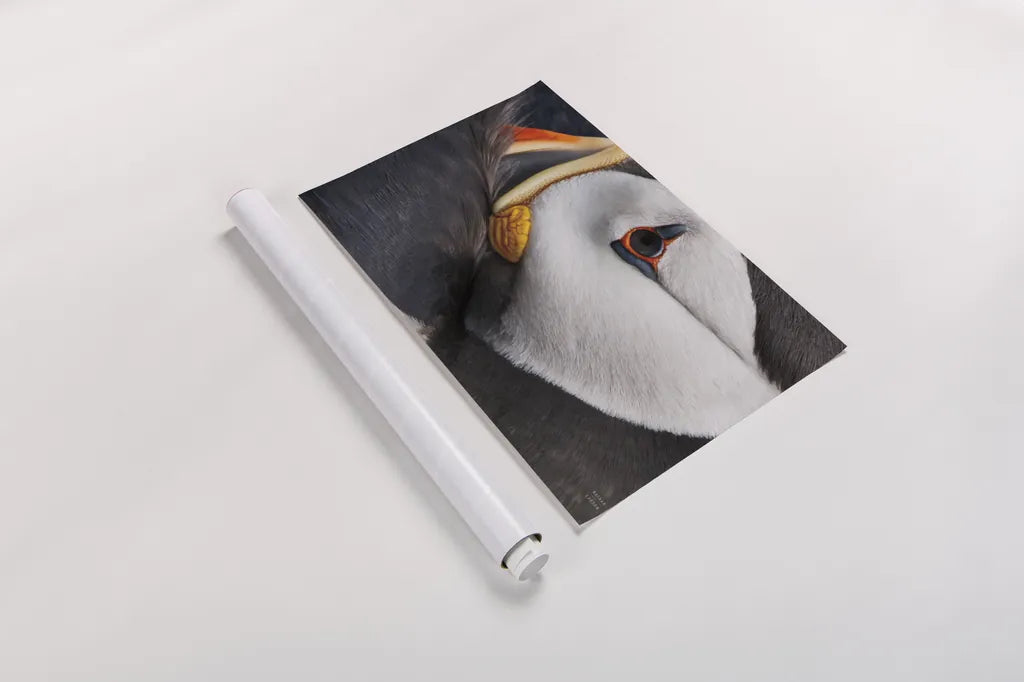 Atlantic Puffin Tucked by Nathan Larson. shown as a rolled paper print. Available as archival giclee rolled canvas, fine art paper, or poster print. SKU 100611i.