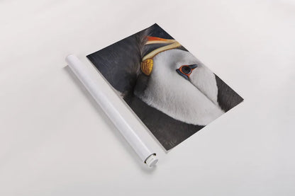 Atlantic Puffin Tucked by Nathan Larson. shown as a rolled paper print. Available as archival giclee rolled canvas, fine art paper, or poster print. SKU 100611i.