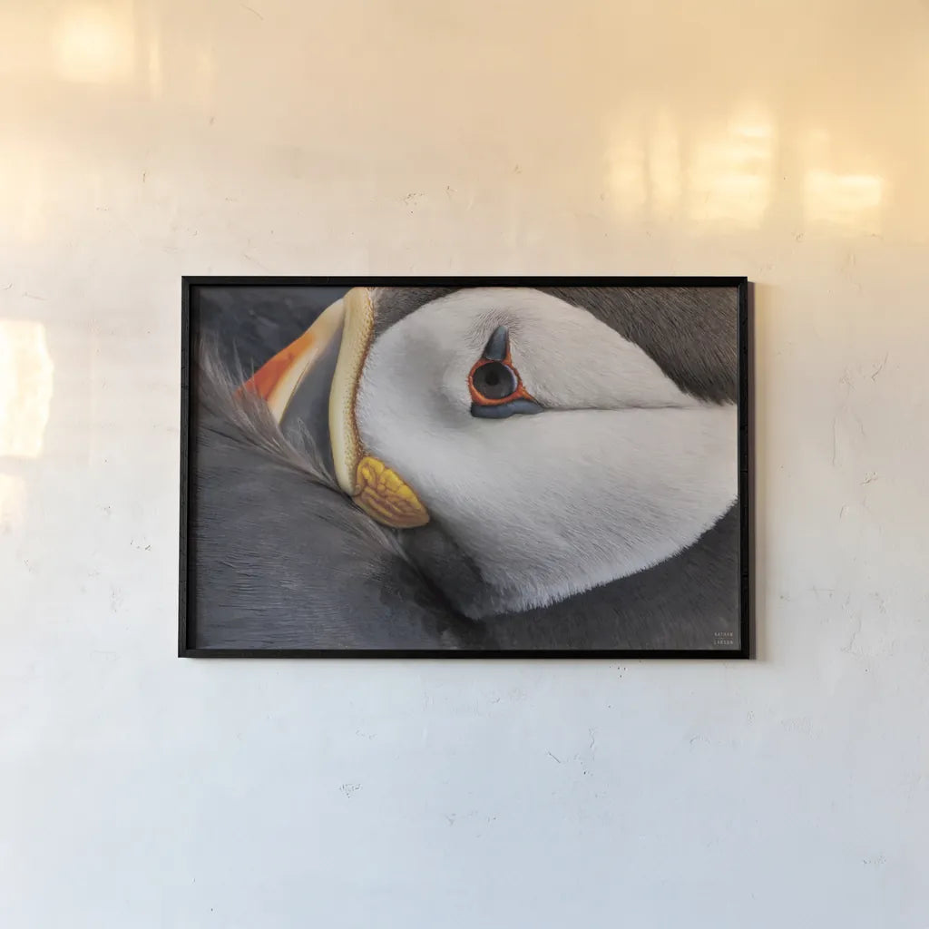 Atlantic Puffin Tucked by Nathan Larson. shown as a paper print in a black flame. Available as a archival giclee rolled canvas, fine art paper, or poster print. SKU 100611i.