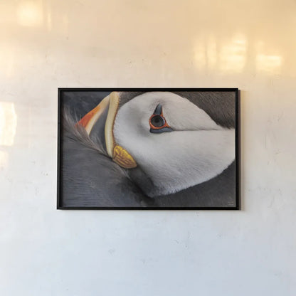 Atlantic Puffin Tucked by Nathan Larson. shown as a paper print in a black flame. Available as a archival giclee rolled canvas, fine art paper, or poster print. SKU 100611i.