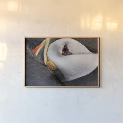 Atlantic Puffin Tucked by Nathan Larson. shown as a paper print in a natural frame. Available as a archival giclee rolled canvas, fine art paper, or poster print. SKU 100611i.