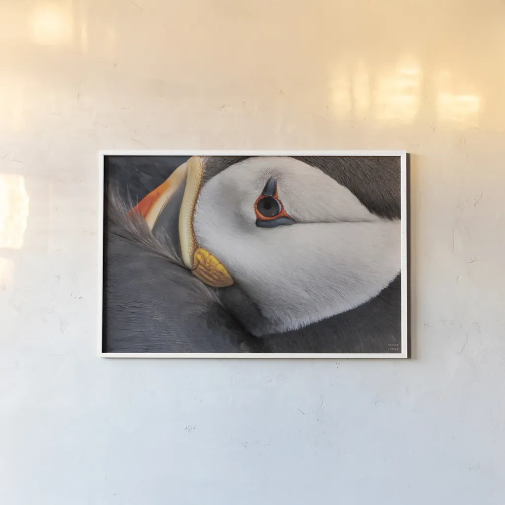Atlantic Puffin Tucked by Nathan Larson. shown as a paper print in a white frame. Available as a archival giclee rolled canvas, fine art paper, or poster print. SKU 100611i.