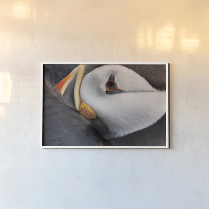 Atlantic Puffin Tucked by Nathan Larson. shown as a paper print in a white frame. Available as a archival giclee rolled canvas, fine art paper, or poster print. SKU 100611i.