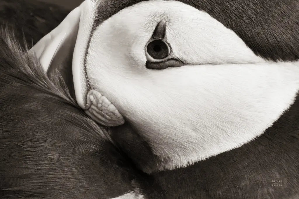 Atlantic Puffin Tucked BW by Nathan Larson. SKU 100613i. Archival Giclee Fine art print for wall decor.
