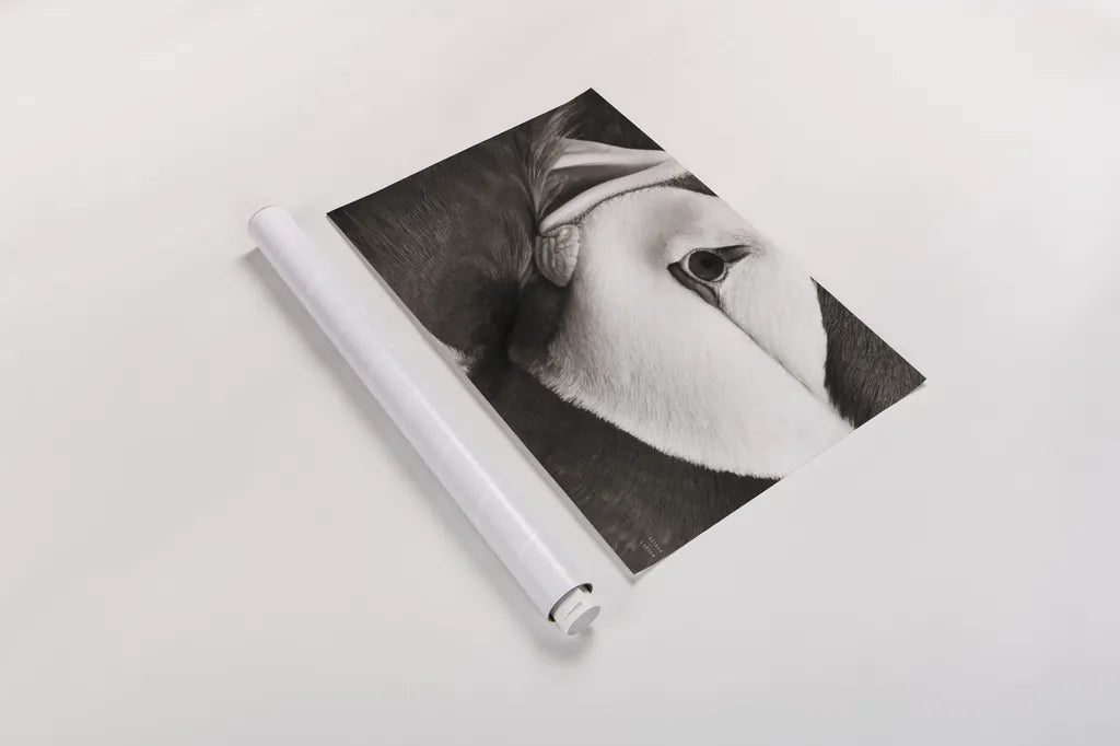 Atlantic Puffin Tucked BW by Nathan Larson. shown as a rolled paper print. Available as archival giclee rolled canvas, fine art paper, or poster print. SKU 100613i.