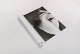 Atlantic Puffin Tucked BW by Nathan Larson. shown as a rolled paper print. Available as archival giclee rolled canvas, fine art paper, or poster print. SKU 100613i.